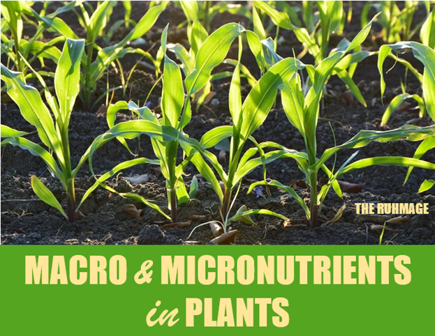 micro and macronutrients in plants